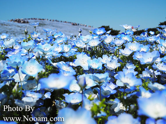 พาเที่ยว hitachi seaside park ชมทุ่งดอกเนโมฟีเลีย พร้อมวิธีการเดินทางแบบง่ายๆ ที่อิบารากิ ญี่ปุ่น