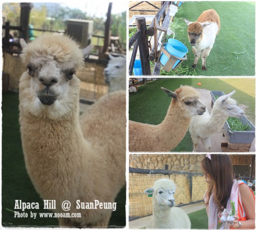 รีวิว อัลปาก้าฮิลล์ (Alpaca Hill) สวนผึ้ง ชมสัตว์หายากหลายชนิด ชมอัลปาก้าอย่างใกล้ชิด และผองเพื่อนสัตว์น่ารัก