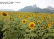 ทุ่งทานตะวัน เขาจีนแล จังหวัดลพบุรี ประเทศไทย