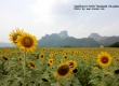 ทุ่งทานตะวัน เขาจีนแล จังหวัดลพบุรี ประเทศไทย