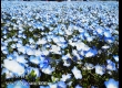พาชมดอกนีโมฟีล่า ที่ Hitachi Seaside Park จ.อิบารากิ 