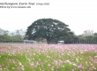 ดอกคอสมอส พาเที่ยว จิมทอมสัน ฟาร์ม 2557 (Jim Thompson Farm) สวนดอกไม้สวยๆ ปักธงชัย นครราชสีมา 