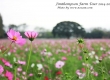 ดอกคอสมอส พาเที่ยว จิมทอมสัน ฟาร์ม 2557 (Jim Thompson Farm) สวนดอกไม้สวยๆ ปักธงชัย นครราชสีมา