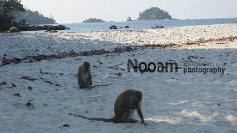 รีวิว เกาะหลีเป๊ะ เกาะแห่งความทรงจำ หาดทรายขาว บรรยากาศดี จังหวัดสตูล