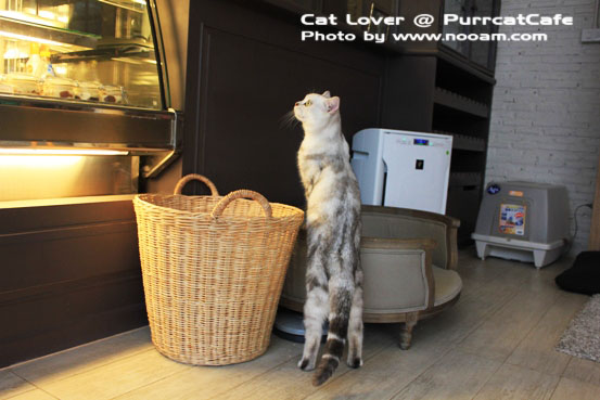 รีวิว Purr Cat Cafe Club คาเฟ่สำหรับคนรักแมว เค้กอร่อย รับอาบน้ำแมวด้วย ตั้งอยู่ในซอยสุขุมวิท53 เจ้าของคือ คุณเพชร
