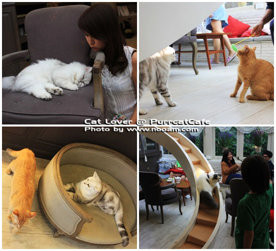 รีวิว Purr Cat Cafe Club คาเฟ่สำหรับคนรักแมว เค้กอร่อย รับอาบน้ำแมวด้วย ตั้งอยู่ในซอยสุขุมวิท53 เจ้าของคือ คุณเพชร