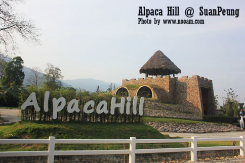 รีวิว อัลปาก้าฮิลล์ (Alpaca Hill) สวนผึ้ง ชมอัลปาก้าอย่างใกล้ชิด