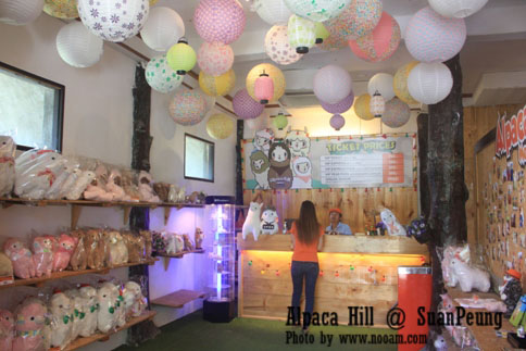 รีวิว อัลปาก้าฮิลล์ (Alpaca Hill) สวนผึ้ง ชมอัลปาก้าอย่างใกล้ชิด