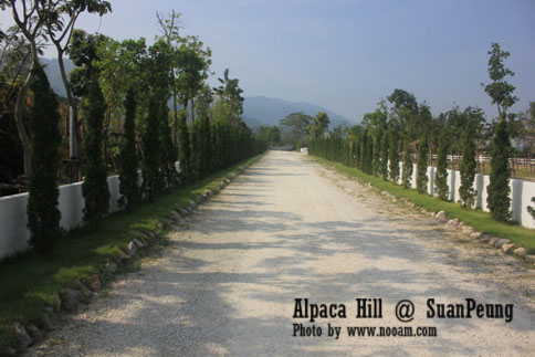 รีวิว อัลปาก้าฮิลล์ (Alpaca Hill) สวนผึ้ง ชมอัลปาก้าอย่างใกล้ชิด