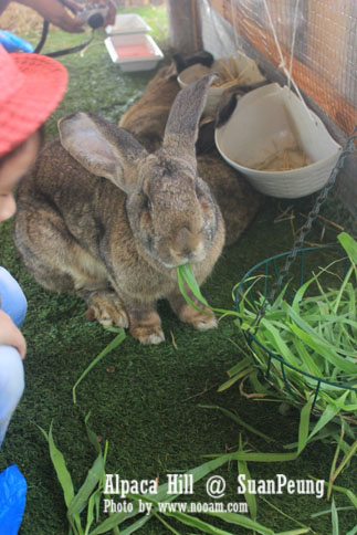 รีวิว อัลปาก้าฮิลล์ (Alpaca Hill) สวนผึ้ง ชมอัลปาก้าอย่างใกล้ชิด