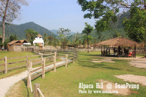 รีวิว อัลปาก้าฮิลล์ (Alpaca Hill) สวนผึ้ง ชมอัลปาก้าอย่างใกล้ชิด