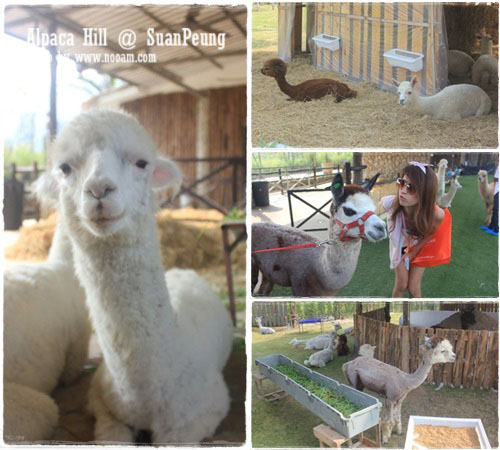 รีวิว อัลปาก้าฮิลล์ (Alpaca Hill) สวนผึ้ง ชมอัลปาก้าอย่างใกล้ชิด