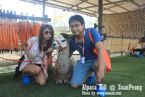 รีวิว อัลปาก้าฮิลล์ (Alpaca Hill) สวนผึ้ง ชมอัลปาก้าอย่างใกล้ชิด