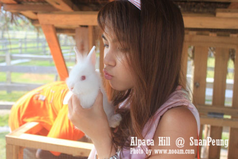 รีวิว อัลปาก้าฮิลล์ (Alpaca Hill) สวนผึ้ง ชมอัลปาก้าอย่างใกล้ชิด