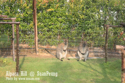 รีวิว อัลปาก้าฮิลล์ (Alpaca Hill) สวนผึ้ง ชมอัลปาก้าอย่างใกล้ชิด