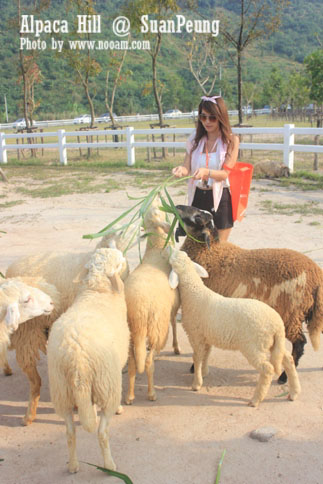 รีวิว อัลปาก้าฮิลล์ (Alpaca Hill) สวนผึ้ง ชมอัลปาก้าอย่างใกล้ชิด