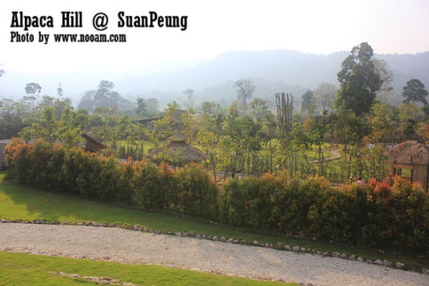 รีวิว อัลปาก้าฮิลล์ (Alpaca Hill) สวนผึ้ง ชมอัลปาก้าอย่างใกล้ชิด