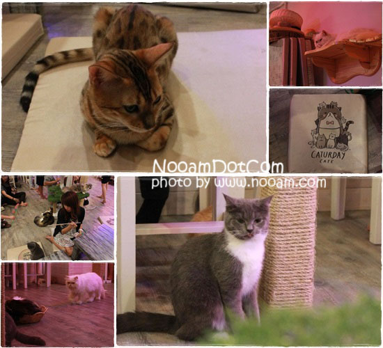 รีวิวร้าน Caturday cat cafe คาเฟ่แมวและเบเกอรี่เค้ก ติด BTS ราชเทวี