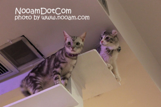 รีวิวร้าน Caturday cat cafe คาเฟ่แมวและเบเกอรี่เค้ก ติด BTS ราชเทวี