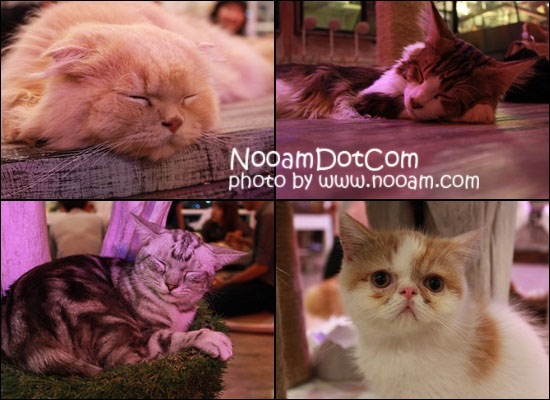 รีวิวร้าน Caturday cat cafe คาเฟ่แมวและเบเกอรี่เค้ก ติด BTS ราชเทวี