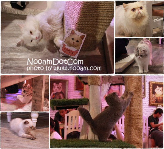 รีวิวร้าน Caturday cat cafe คาเฟ่แมวและเบเกอรี่เค้ก ติด BTS ราชเทวี