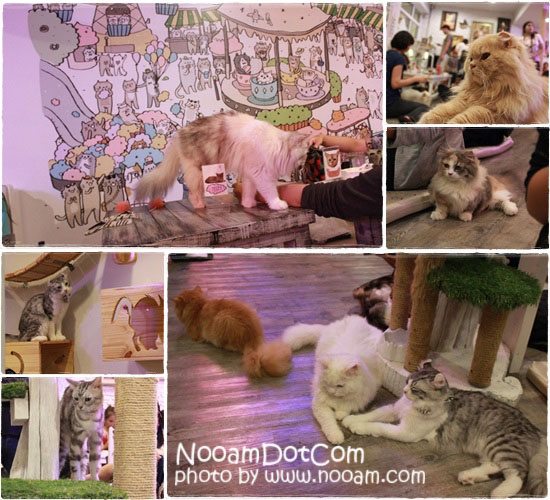 รีวิวร้าน Caturday cat cafe คาเฟ่แมวและเบเกอรี่เค้ก ติด BTS ราชเทวี