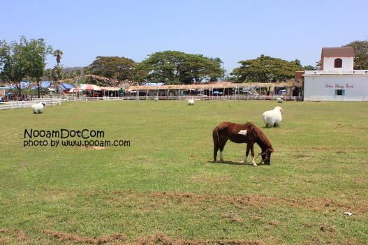 รีวิว swiss sheep farm ฟาร์มแกะและที่เที่ยวชะอำ ตรงข้ามกับซานโตรีนี่ พาร์คทางไปหัวหิน จังหวัดเพชรบุรี