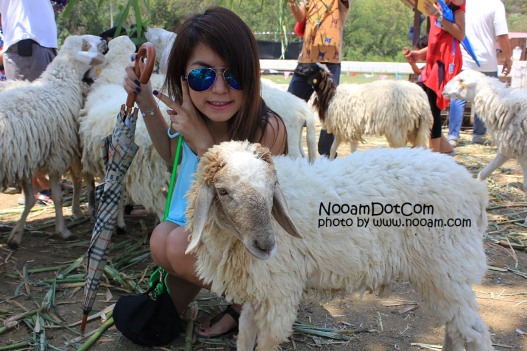 รีวิว swiss sheep farm ฟาร์มแกะและที่เที่ยวชะอำ ตรงข้ามกับซานโตรีนี่ พาร์คทางไปหัวหิน จังหวัดเพชรบุรี