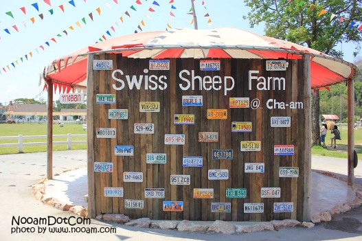 รีวิว swiss sheep farm ฟาร์มแกะและที่เที่ยวชะอำ ตรงข้ามกับซานโตรีนี่ พาร์คทางไปหัวหิน จังหวัดเพชรบุรี