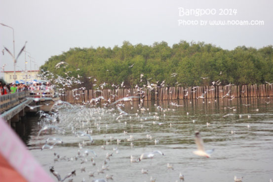 รีวิว สถานตากอากาศบางปู ชมนกนางนวลและทานอาหารที่ร้านศาลาสุขใจ