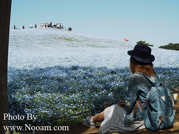 พาเที่ยว hitachi seaside park ชมทุ่งดอกเนโมฟีเลีย พร้อมวิธีการเดินทางแบบง่ายๆ ที่อิบารากิ ญี่ปุ่น