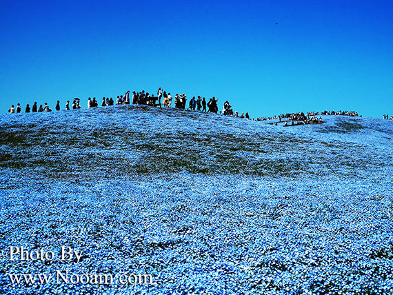 พาเที่ยว hitachi seaside park ชมทุ่งดอกเนโมฟีเลีย พร้อมวิธีการเดินทางแบบง่ายๆ ที่อิบารากิ ญี่ปุ่น