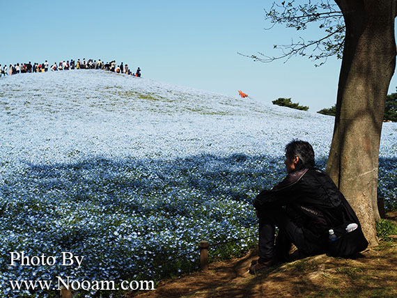 พาเที่ยว hitachi seaside park ชมทุ่งดอกเนโมฟีเลีย พร้อมวิธีการเดินทางแบบง่ายๆ ที่อิบารากิ ญี่ปุ่น