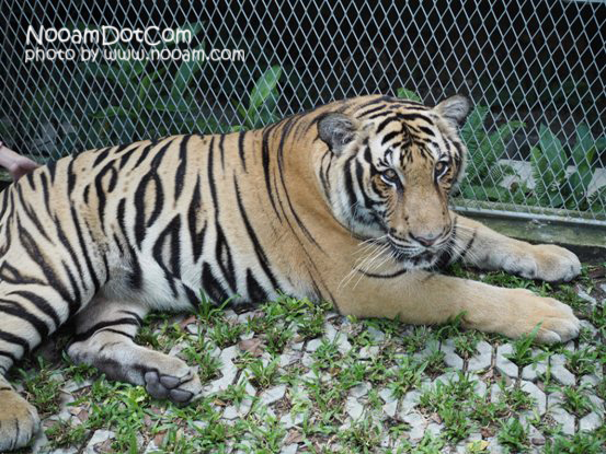 ไปกอดเสือกันที่ Tiger Park Pattaya กอดอุ่น หนุนสบาย บุฟเฟ่ต์อร่อย