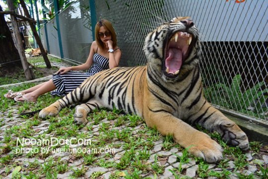 ไปกอดเสือกันที่ Tiger Park Pattaya กอดอุ่น หนุนสบาย บุฟเฟ่ต์อร่อย