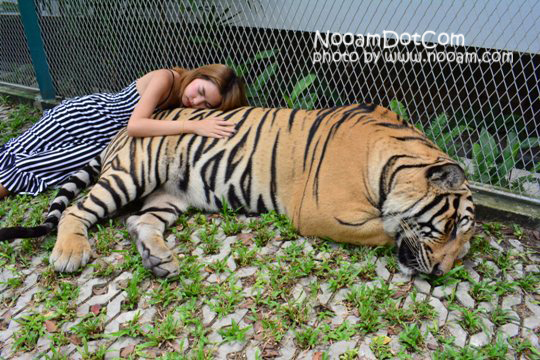 ไปกอดเสือกันที่ Tiger Park Pattaya กอดอุ่น หนุนสบาย บุฟเฟ่ต์อร่อย