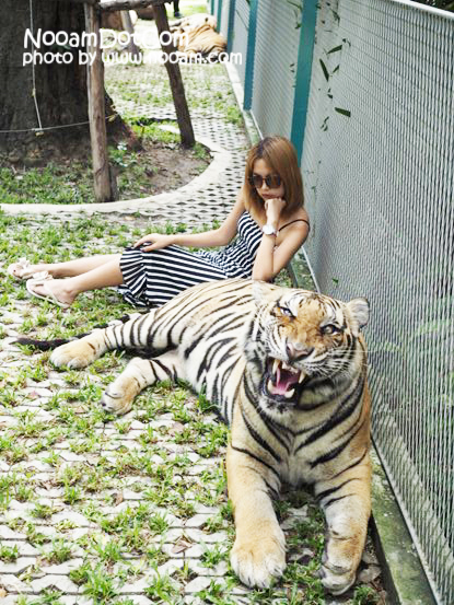 ไปกอดเสือกันที่ Tiger Park Pattaya กอดอุ่น หนุนสบาย บุฟเฟ่ต์อร่อย