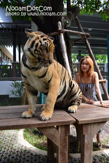 ไปกอดเสือกันที่ Tiger Park Pattaya กอดอุ่น หนุนสบาย บุฟเฟ่ต์อร่อย