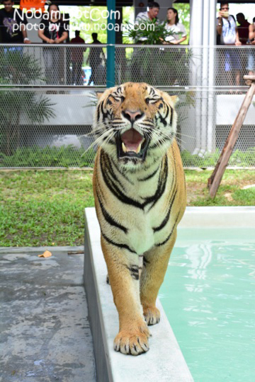 ไปกอดเสือกันที่ Tiger Park Pattaya กอดอุ่น หนุนสบาย บุฟเฟ่ต์อร่อย