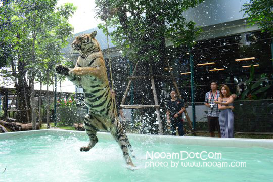 ไปกอดเสือกันที่ Tiger Park Pattaya กอดอุ่น หนุนสบาย บุฟเฟ่ต์อร่อย