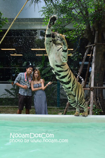 ไปกอดเสือกันที่ Tiger Park Pattaya กอดอุ่น หนุนสบาย บุฟเฟ่ต์อร่อย