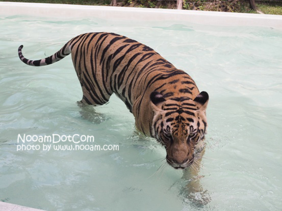 ไปกอดเสือกันที่ Tiger Park Pattaya กอดอุ่น หนุนสบาย บุฟเฟ่ต์อร่อย