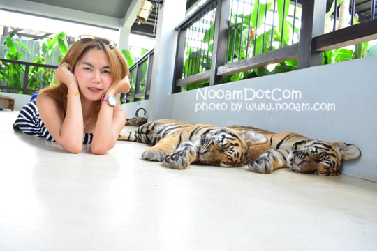 ไปกอดเสือกันที่ Tiger Park Pattaya กอดอุ่น หนุนสบาย บุฟเฟ่ต์อร่อย