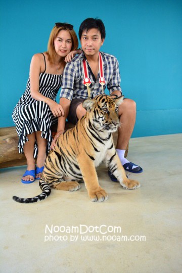 ไปกอดเสือกันที่ Tiger Park Pattaya กอดอุ่น หนุนสบาย บุฟเฟ่ต์อร่อย