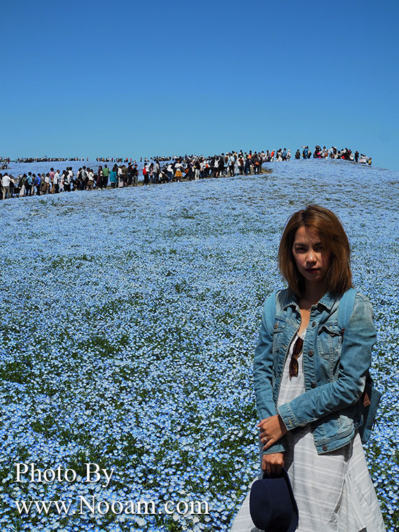 พาเที่ยว hitachi seaside park ชมทุ่งดอกเนโมฟีเลีย พร้อมวิธีการเดินทางแบบง่ายๆ ที่อิบารากิ ญี่ปุ่น