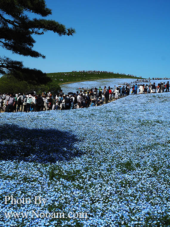 พาเที่ยว hitachi seaside park ชมทุ่งดอกเนโมฟีเลีย พร้อมวิธีการเดินทางแบบง่ายๆ ที่อิบารากิ ญี่ปุ่น