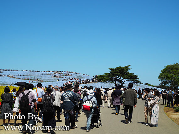 พาเที่ยว hitachi seaside park ชมทุ่งดอกเนโมฟีเลีย พร้อมวิธีการเดินทางแบบง่ายๆ ที่อิบารากิ ญี่ปุ่น