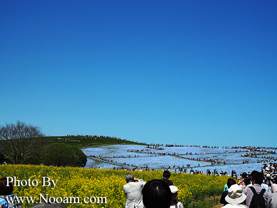 พาเที่ยว hitachi seaside park ชมทุ่งดอกเนโมฟีเลีย พร้อมวิธีการเดินทางแบบง่ายๆ ที่อิบารากิ ญี่ปุ่น