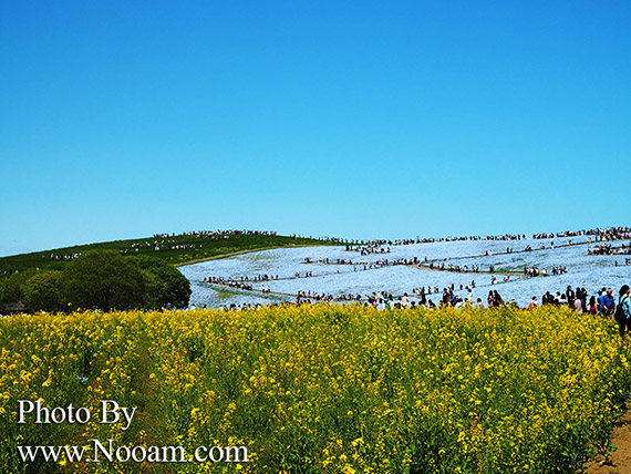 พาเที่ยว hitachi seaside park ชมทุ่งดอกเนโมฟีเลีย พร้อมวิธีการเดินทางแบบง่ายๆ ที่อิบารากิ ญี่ปุ่น