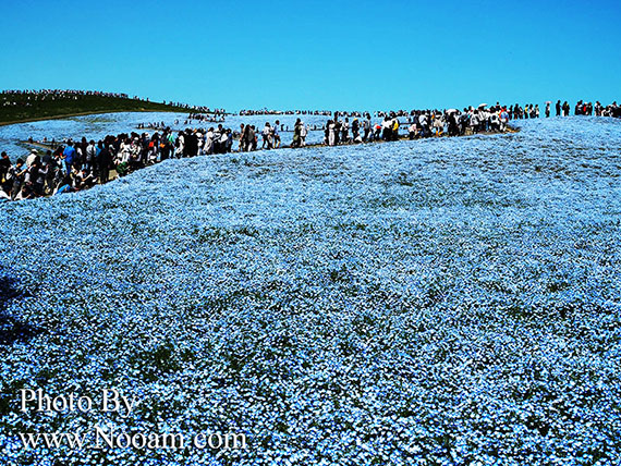 พาเที่ยว hitachi seaside park ชมทุ่งดอกเนโมฟีเลีย พร้อมวิธีการเดินทางแบบง่ายๆ ที่อิบารากิ ญี่ปุ่น